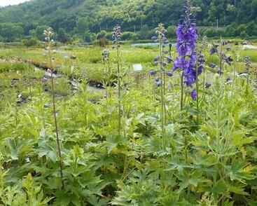 Ostrožka 'Black Knight'