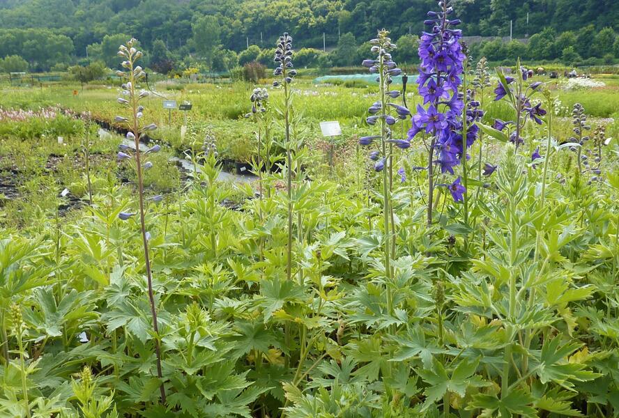 Ostrožka 'Black Knight' - Delphinium Pacific 'Black Knight'