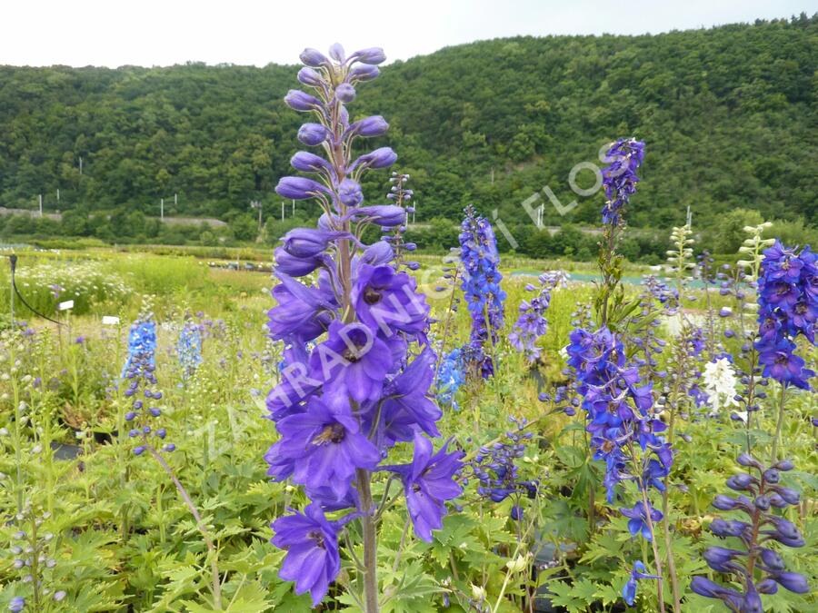 Ostrožka 'Black Knight' - Delphinium Pacific 'Black Knight'
