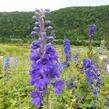 Ostrožka 'Black Knight' - Delphinium Pacific 'Black Knight'
