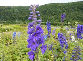 Ostrožka 'Black Knight' - Delphinium Pacific 'Black Knight'