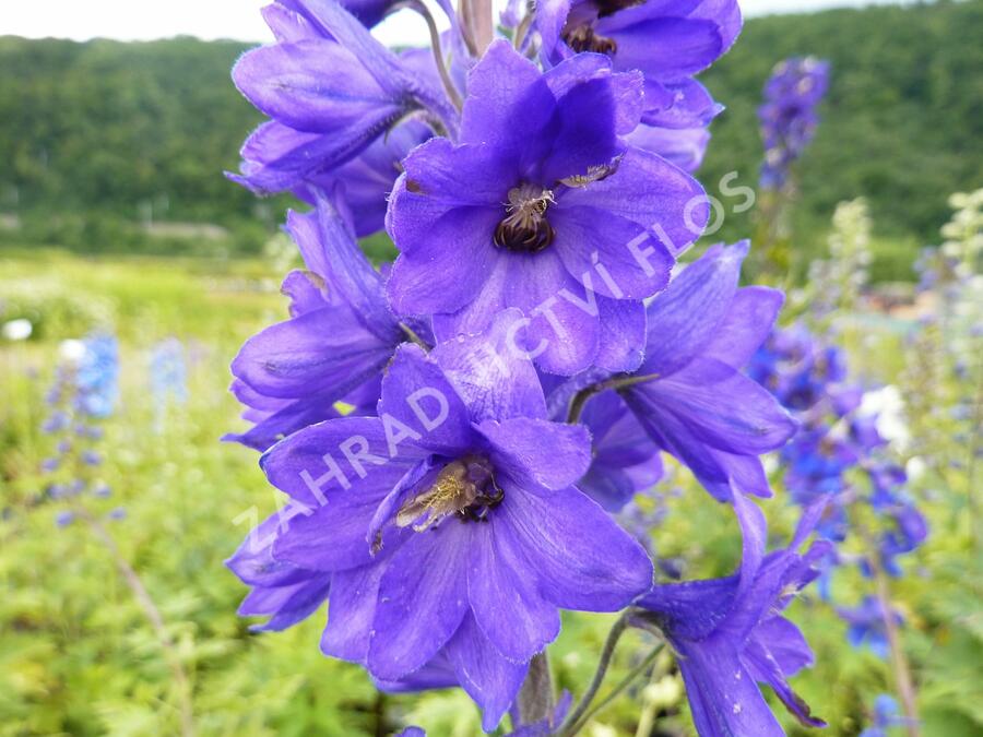 Ostrožka 'Black Knight' - Delphinium Pacific 'Black Knight'