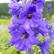 Ostrožka 'Black Knight' - Delphinium Pacific 'Black Knight'