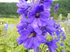 Ostrožka 'Black Knight' - Delphinium Pacific 'Black Knight'