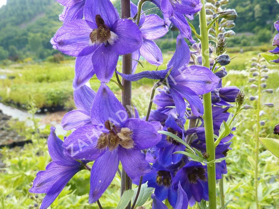 Ostrožka 'Black Knight' - Delphinium Pacific 'Black Knight'