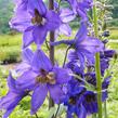 Ostrožka 'Black Knight' - Delphinium Pacific 'Black Knight'