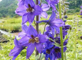 Ostrožka 'Black Knight' - Delphinium Pacific 'Black Knight'