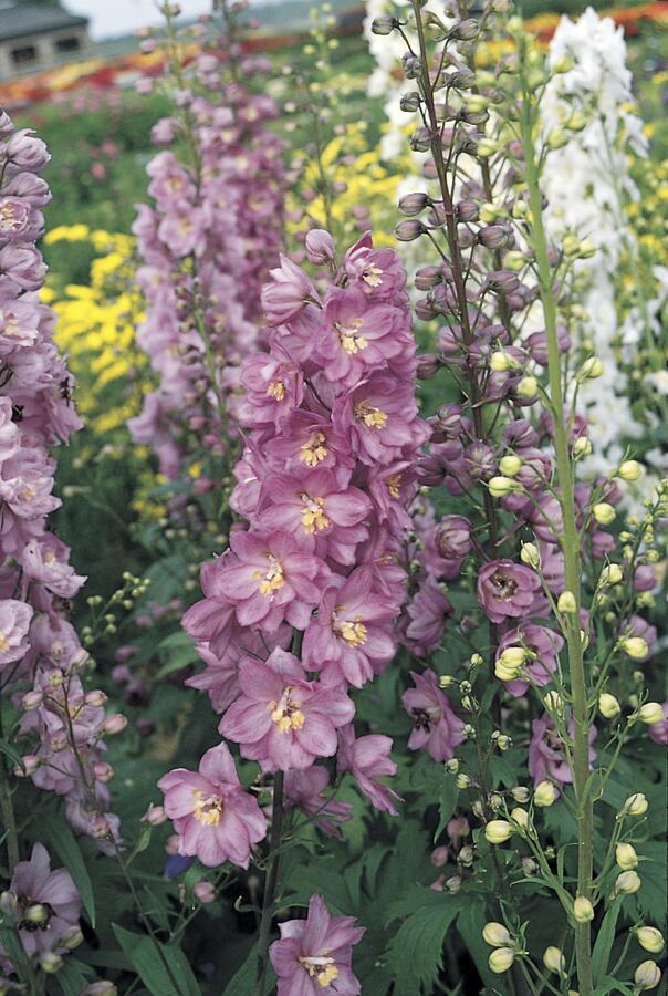 Ostrožka 'Astolat' - Delphinium Pacific 'Astolat'