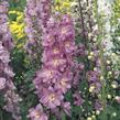 Ostrožka 'Astolat' - Delphinium Pacific 'Astolat'