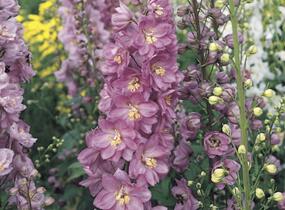 Ostrožka 'Astolat' - Delphinium Pacific 'Astolat'