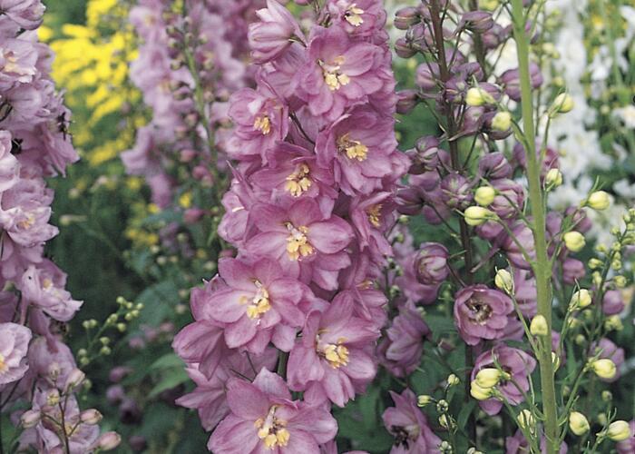 Ostrožka 'Astolat' - Delphinium Pacific 'Astolat'