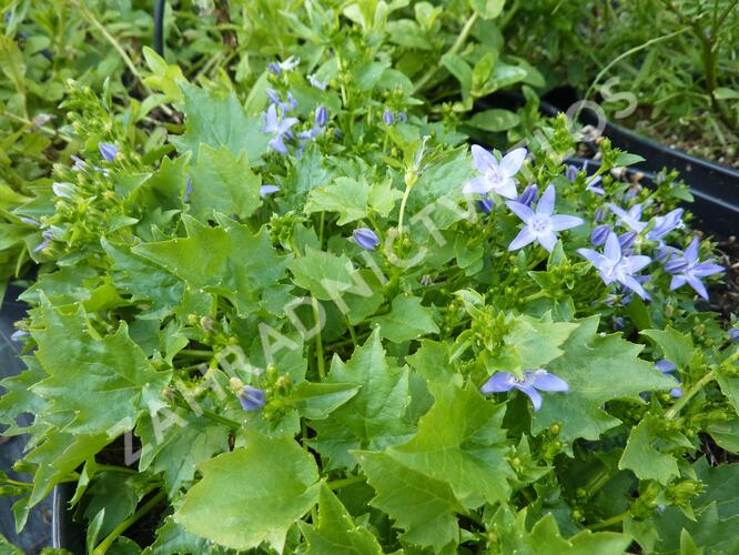 Zvonek garganský 'Filigree' - Campanula garganica 'Filigree'