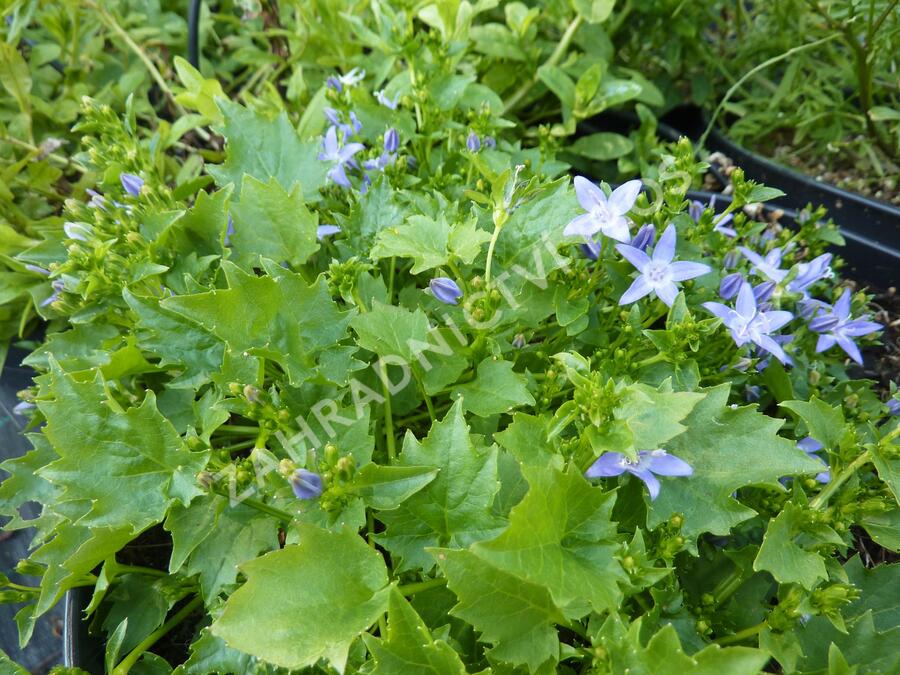 Zvonek garganský 'Filigree' - Campanula garganica 'Filigree'