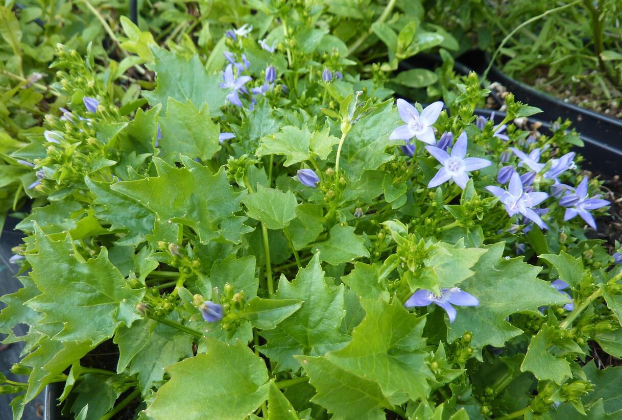 Zvonek garganský 'Filigree' - Campanula garganica 'Filigree'