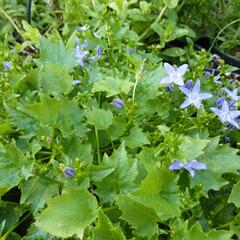 Zvonek garganský 'Filigree' - Campanula garganica 'Filigree'