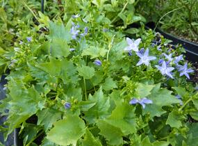 Zvonek garganský 'Filigree' - Campanula garganica 'Filigree'