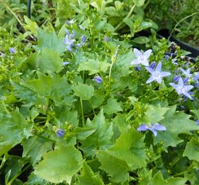 Zvonek garganský 'Filigree' - Campanula garganica 'Filigree'