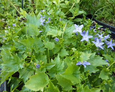 Zvonek garganský 'Filigree'