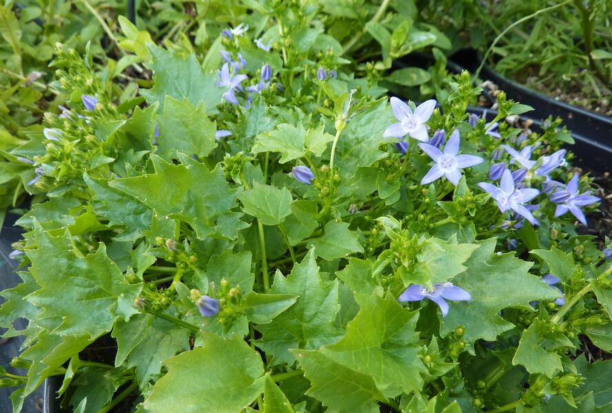 Zvonek garganský 'Filigree' - Campanula garganica 'Filigree'