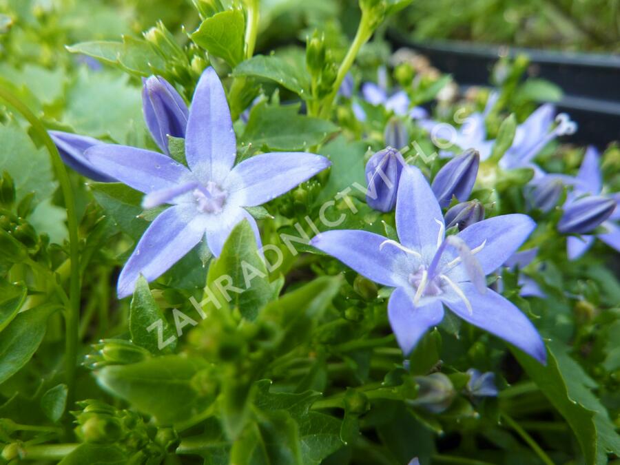 Zvonek garganský 'Filigree' - Campanula garganica 'Filigree'