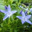 Zvonek garganský 'Filigree' - Campanula garganica 'Filigree'