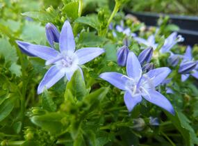 Zvonek garganský 'Filigree' - Campanula garganica 'Filigree'