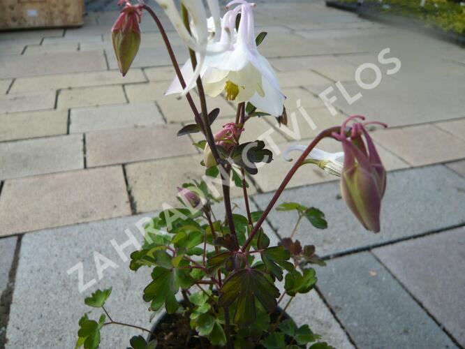Orlíček 'Spring Magic White' - Aquilegia caerulea 'Spring Magic White'