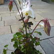 Orlíček 'Spring Magic White' - Aquilegia caerulea 'Spring Magic White'