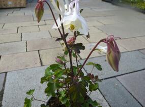 Orlíček 'Spring Magic White' - Aquilegia caerulea 'Spring Magic White'
