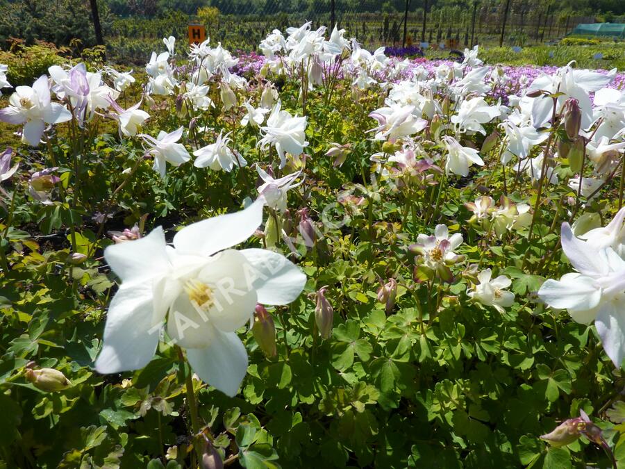 Orlíček 'Spring Magic White' - Aquilegia caerulea 'Spring Magic White'