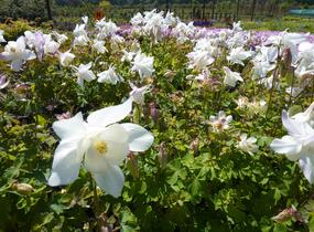 Orlíček 'Spring Magic White' - Aquilegia caerulea 'Spring Magic White'