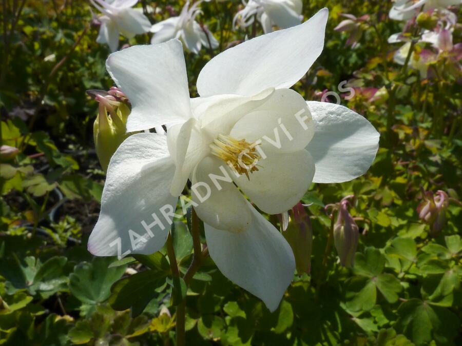 Orlíček 'Spring Magic White' - Aquilegia caerulea 'Spring Magic White'