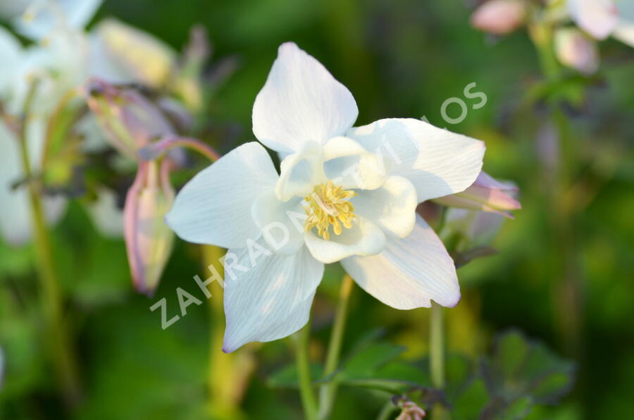 Orlíček 'Spring Magic White' - Aquilegia caerulea 'Spring Magic White'