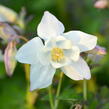Orlíček 'Spring Magic White' - Aquilegia caerulea 'Spring Magic White'
