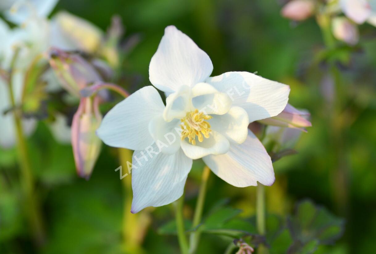 Orlíček 'Spring Magic White' - Aquilegia caerulea 'Spring Magic White'