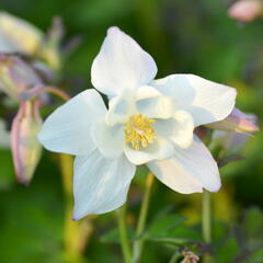 Orlíček 'Spring Magic White' - Aquilegia caerulea 'Spring Magic White'