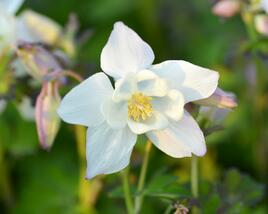Orlíček 'Spring Magic White'
