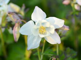 Orlíček 'Spring Magic White' - Aquilegia caerulea 'Spring Magic White'
