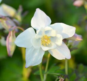 Orlíček 'Spring Magic White' - Aquilegia caerulea 'Spring Magic White'