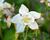 Orlíček 'Spring Magic White'