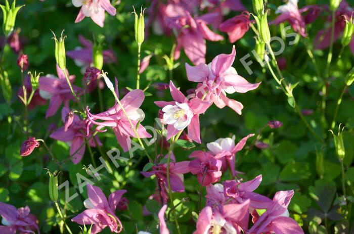 Orlíček 'Spring Magic Rose and White' - Aquilegia caerulea 'Spring Magic Rose and White'