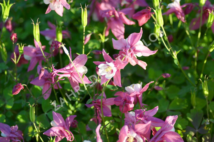 Orlíček 'Spring Magic Rose and White' - Aquilegia caerulea 'Spring Magic Rose and White'