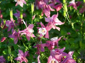 Orlíček 'Spring Magic Rose and White' - Aquilegia caerulea 'Spring Magic Rose and White'