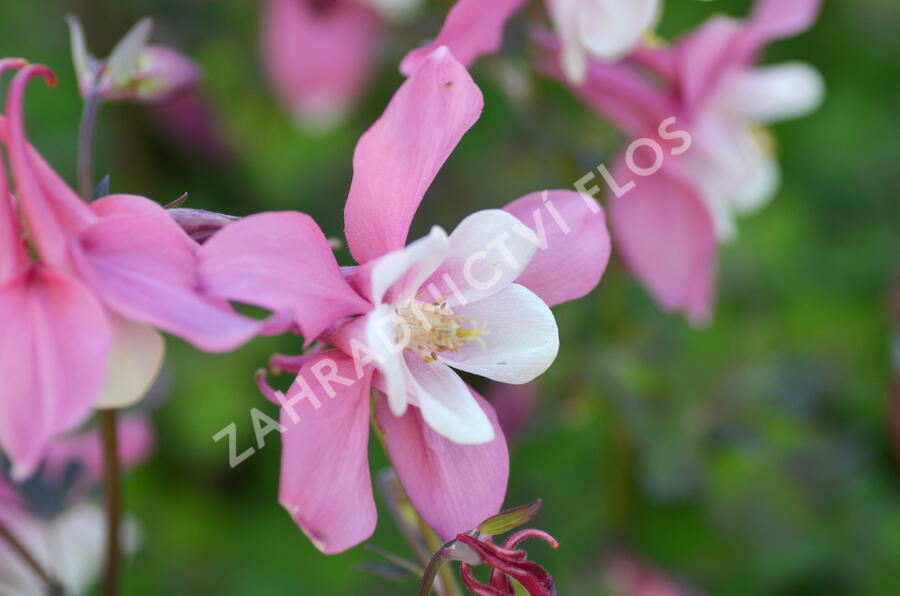 Orlíček 'Spring Magic Rose and White' - Aquilegia caerulea 'Spring Magic Rose and White'