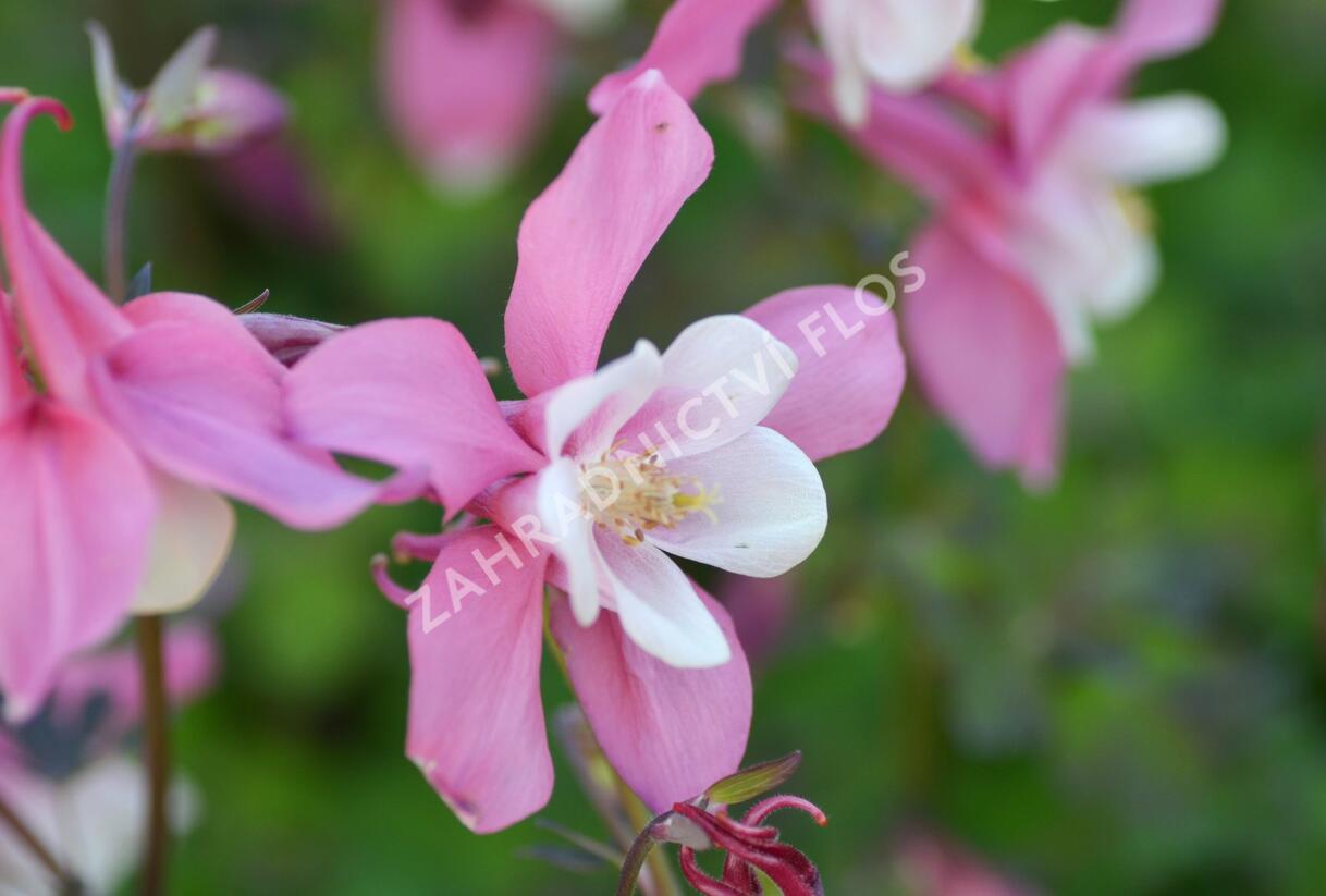 Orlíček 'Spring Magic Rose and White' - Aquilegia caerulea 'Spring Magic Rose and White'