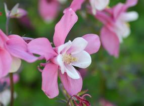 Orlíček 'Spring Magic Rose and White' - Aquilegia caerulea 'Spring Magic Rose and White'