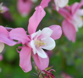 Orlíček 'Spring Magic Rose and White' - Aquilegia caerulea 'Spring Magic Rose and White'