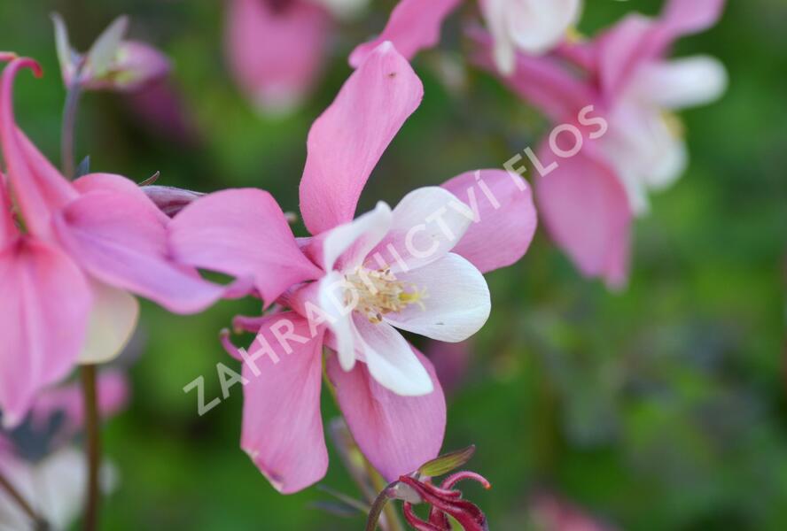 Orlíček 'Spring Magic Rose and White' - Aquilegia caerulea 'Spring Magic Rose and White'