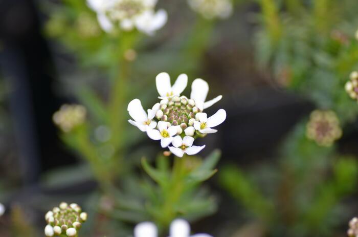 Iberka M1 - Iberis sempervirens M1