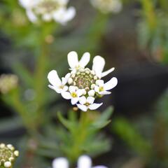 Iberka vždyzelená M1 - Iberis sempervirens M1